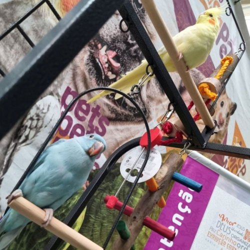 Viveiro/Playground American Pets Ibiza Para Pássaros