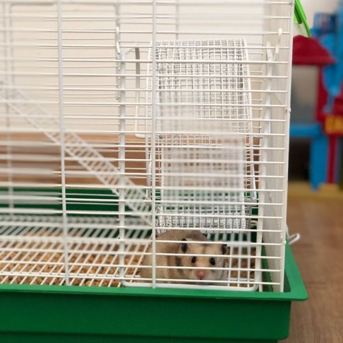 Gaiola Bragança Sírio Para Hamsters