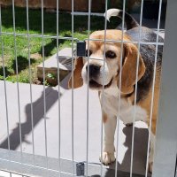 Barreira Bragança Stop Dog para Cães